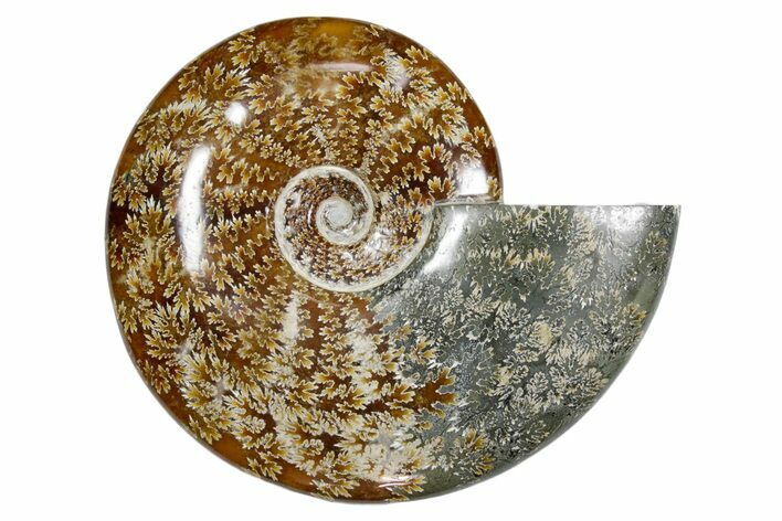 Polished Fossil Ammonite (Cleoniceras) - Madagascar #349175